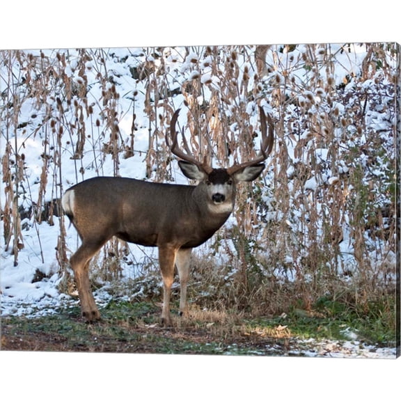Great Art Now Mule Deer Buck by Larry McFerrin, Canvas Wall Art, 20W x 16H