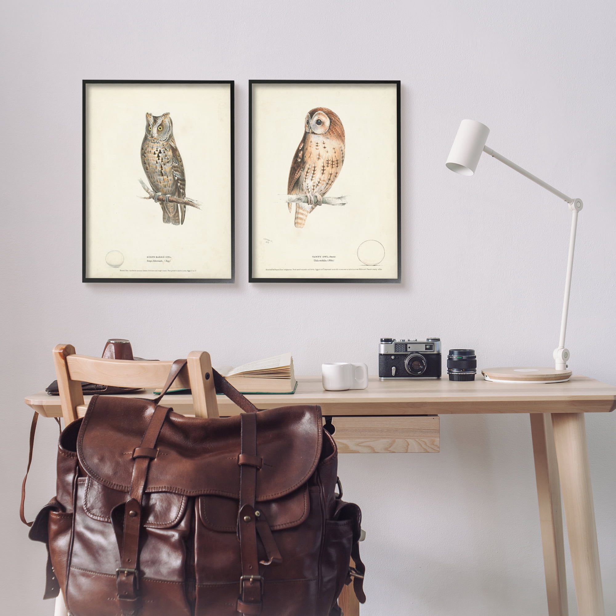 Stupell Industries Owl Breeds Latin Study Page Detailed Bird Animal Graphic Art Black Framed Art Print Wall Art, Set of 2, Design by H. L. Meyer