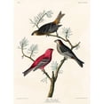 thumbnail image 3 of Audubon, John James 19x24 Black Modern Framed Museum Art Print Titled - Pine Grosbeak, 3 of 5