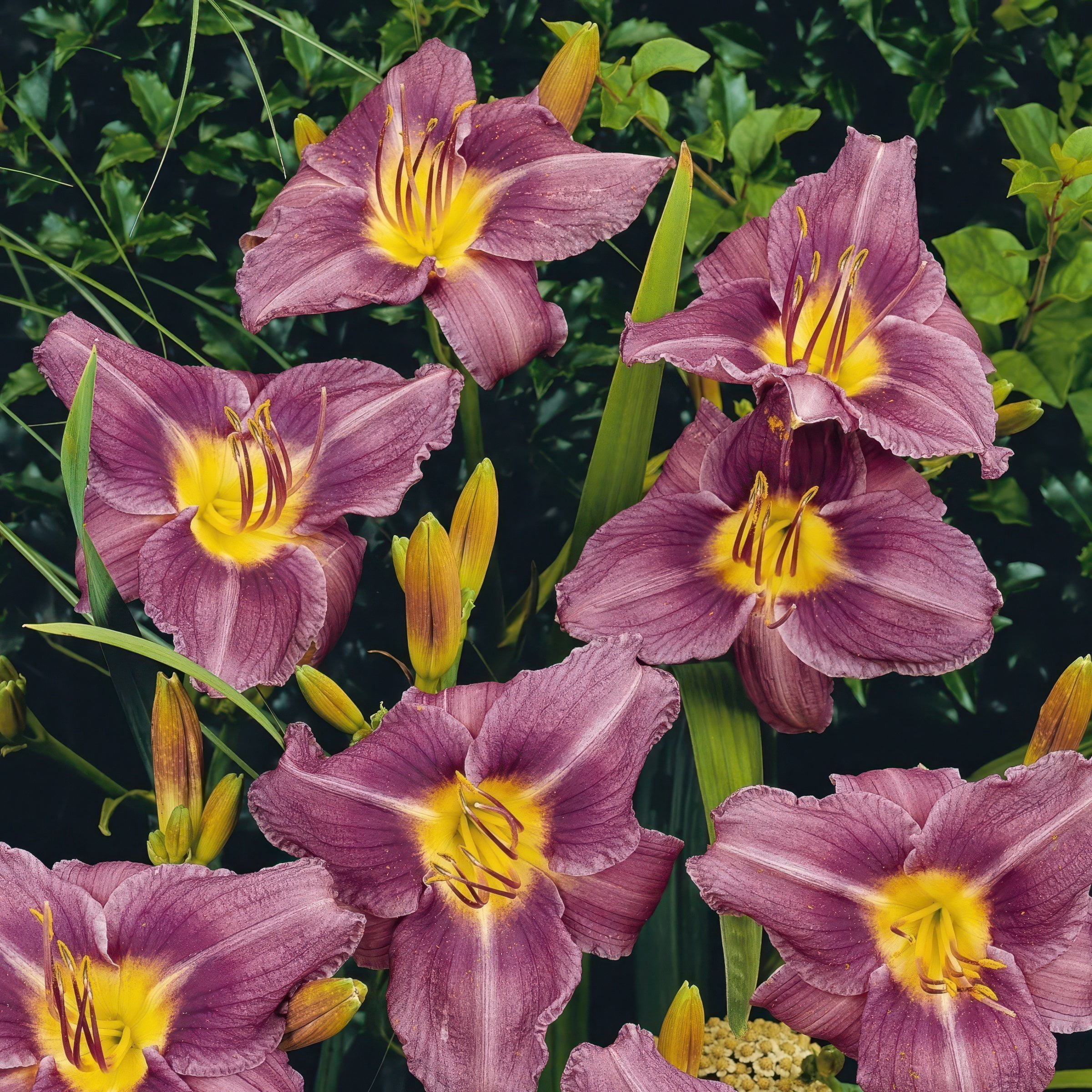 National Plant Network Bare Root Daylily Little Grapette Perennial Plant (10-Pack)