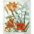 thumbnail image 3 of De Chazelles, Laurent 20x24 Black Modern Framed Museum Art Print Titled - Lilium Bulbiferum, 3 of 5