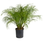 Costa Farms Live 36-inch Tall, Tropical Elegance Phoenix Roebelenii, Pygmy Date Palm, Bright Indirect Sunlight, Indoor House or Office Floor Plant, in 10-inch Nursery pot