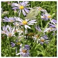 thumbnail image 2 of Everwilde Farms - 1 lb Showy Aster Native Wildflower Seeds - Gold Vault Bulk Seed Packet, 2 of 2