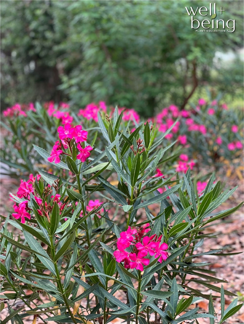 Nature's Way Farms Oleander Calypso Pink Outdoor Flowering Live Plant (25-30 in. Tall) in Grower Pot May Ship Without Flowers