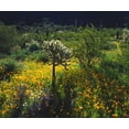 thumbnail image 2 of Talbot Frank, Christopher 14x12 White Modern Wood Framed Museum Art Print Titled - Arizona, Organ Pipe Cactus NM flowers and cacti, 2 of 4