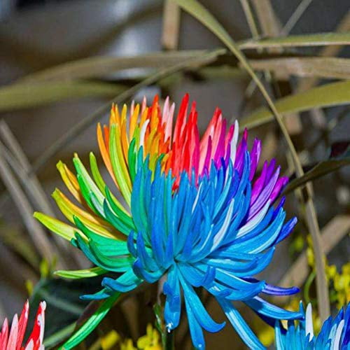 100 pcs/bag Rainbow Chrysanthemum Flower Seeds rare color   FO 