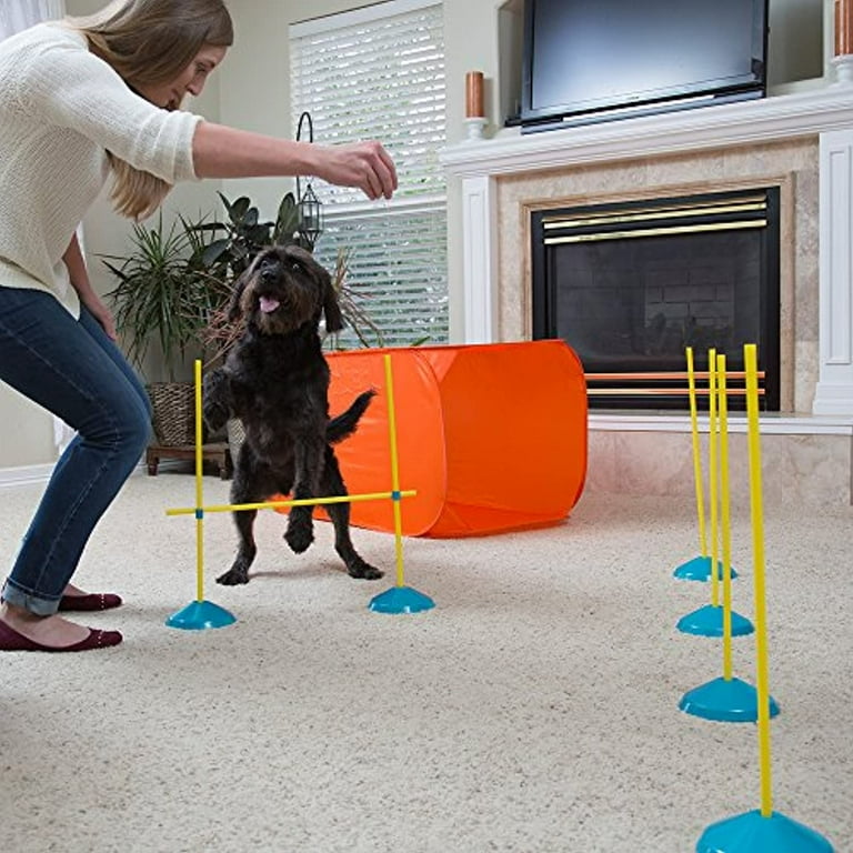 Dog agility 2024 starter kit