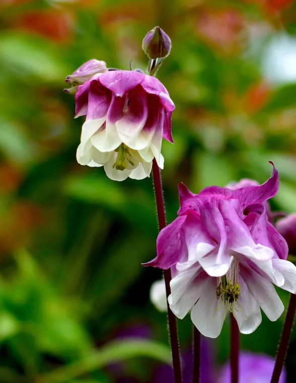 25 Aquilegia 'Petticoat Pink' Seeds - Spurless Heirloom Perennial for Shade & Cottage Gardens - Plant in Late Summer to Early Fall