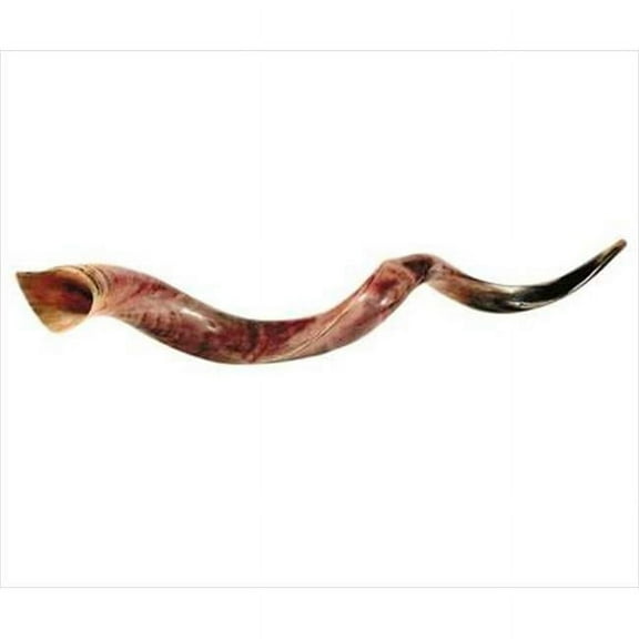 Holy Land Gifts 4890 Shofar Yemenite Xl Jumbo