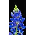 thumbnail image 2 of Reynolds, Richard 11x18 White Modern Wood Framed Museum Art Print Titled - Texas Bluebonnet, 2 of 4