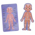 thumbnail image 2 of Children Wooden Human Body Organ Structure Cognition Puzzle Jigsaw Toy Educational ToysGirl Body Structure Puzzle, 2 of 4