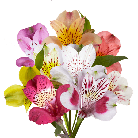 GlobalRose 80 Fresh Cut Assorted Alstroemeria Flowers - Select Alstroemeria - Fresh Flowers For Birthdays, Weddings or Anniversary.