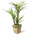 thumbnail image 1 of Plante de Yucca de 14 Po, 1 of 1