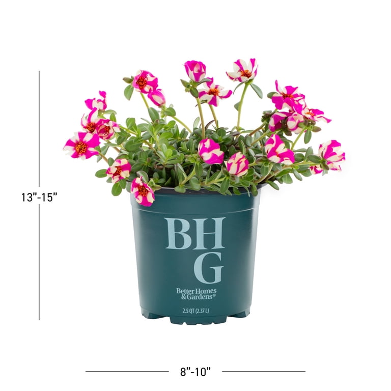 Better Homes & Gardens 2QT Multicolor Portulaca Live Annual Plant