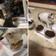 thumbnail image 3 of Double gamelle pour Chat , mangeoire à 15 °, inclinée et antidérapante, protège Les vertèbres cervicales, Bol Amovible pour Animaux de, 3 of 4