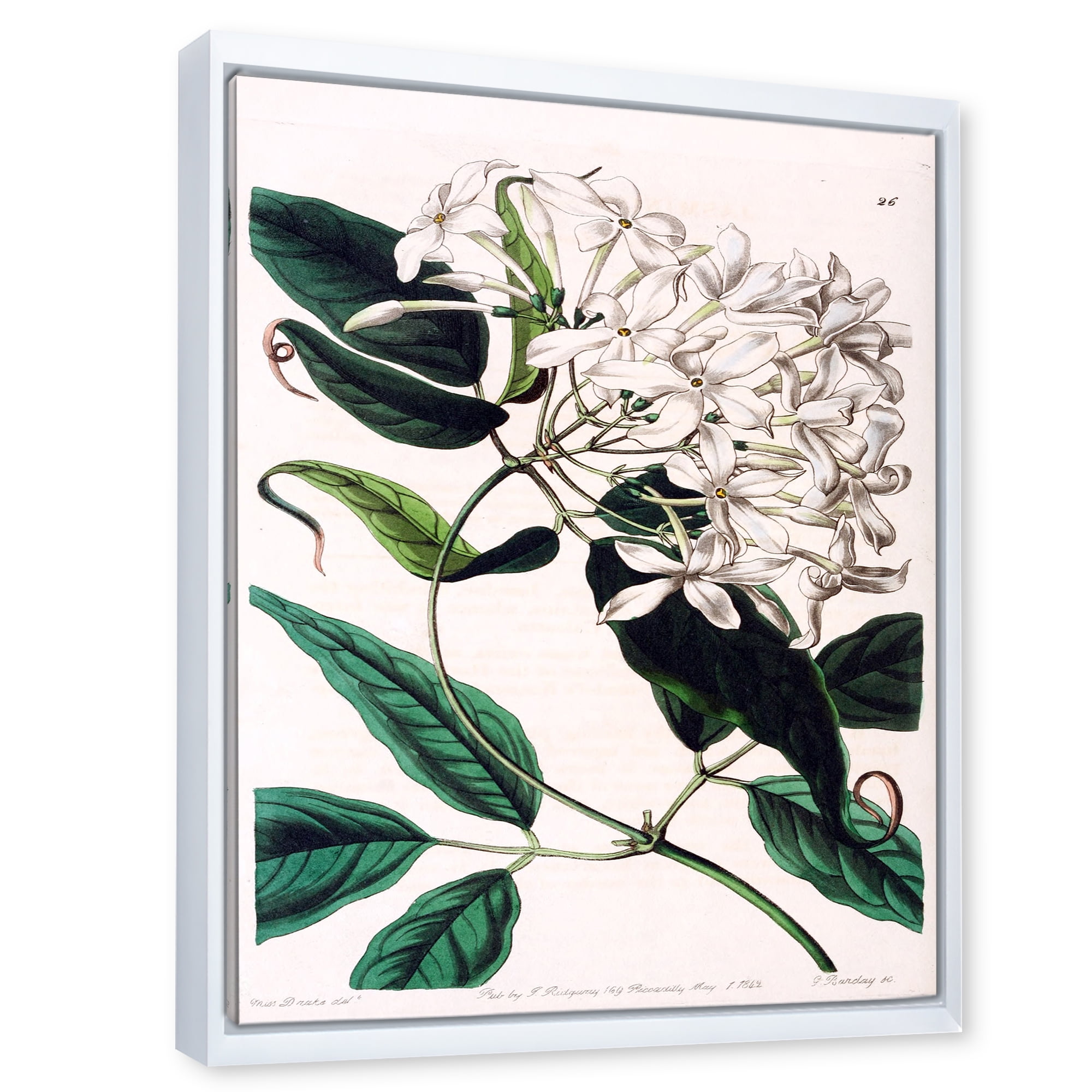 Designart 'Ancient Plant Life XXIV' Traditional Framed Canvas Wall Art Print