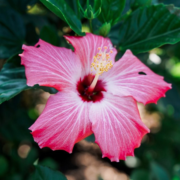Tropical Plants of Florida 26