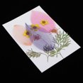 thumbnail image 2 of 10 piezas das reales naturales, flores secas, hojas de para arte, manualidades, álbumes de recortes, resina, joyería, fabricació Baoblaze Artesanía de hojas secas prensadas DIY, 2 of 8