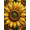 Yellow, Pattern 9, variant on ODIKA 4'x6' Machine Washable Non-Slip Area Rug, Graphic Yellow High Traffic Rug, Yellow, 1123180