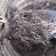 thumbnail image 5 of Maceta para vivero de plantas, maceta redonda de turba de pulpa degradable, maceta para vivero, eficiencia maximizada, 50 Uds., 5 of 8