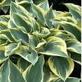 thumbnail image 6 of First Frost Hosta - Hosta 'First Frost', 6 of 8