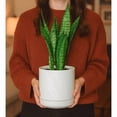 thumbnail image 6 of Set Of 2 Plants Pots 6.5 Inch Ceramic Planter Pot For Plants With Drainage Hole And Saucer White 94-V-C-1, 6 of 8