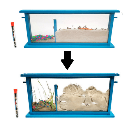 Live Giant Handcrafted Wood Ecosystem Ant Habitat with Free Ant Certificate