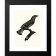 thumbnail image 2 of Jacques Barraband 19x24 Black Modern Framed Museum Art Print Titled - The Rollier, Varied from Africa. (1806), 2 of 5