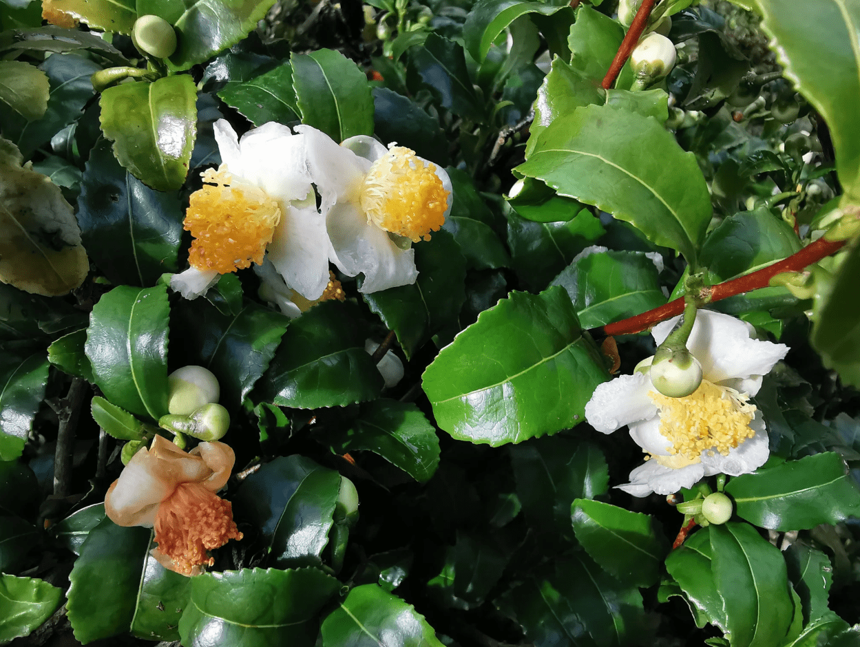 Camellia Sinensis Live Tea Plant 4-8 Inch Tall, Green Tea Starter Plant, Evergreen Herbal Plant for Indoor & Outdoor Garden