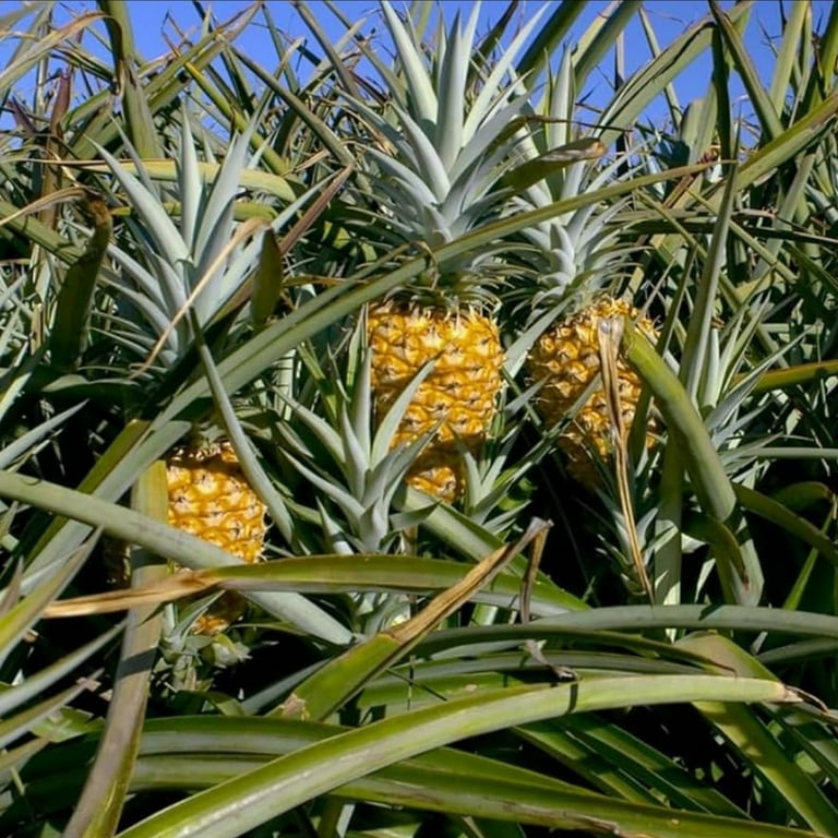 1 Elite Gold Pineapple Live Plant, Pineapple Elite Gold Live Plant Edible  Fruit Ananas Comosus Garden Indoor Outdoor