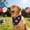 B, variant on Dreisshy 4Th of July Dog Bandanas 18X18In, 4 Pattern Red White and Blue Bandana for Dog, Triangle Reversible Puppy Bandana for Puppy Cats Pets, C