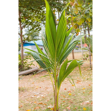 Coconut Tree (Green) Hawaiian, Live Palm, Dwarf Malayan,48