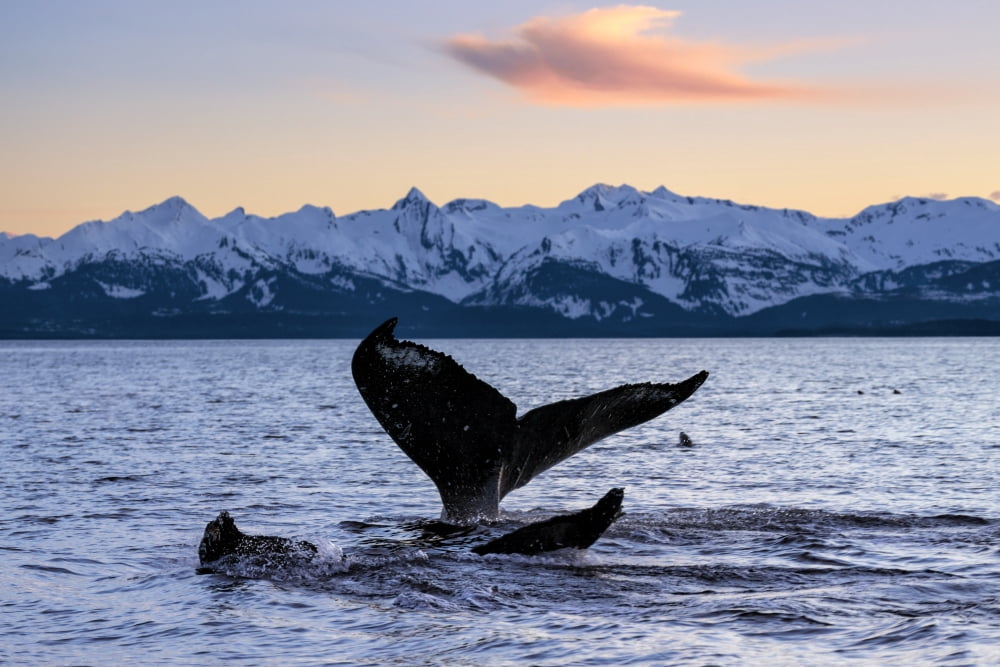 A Pair Of Humpback