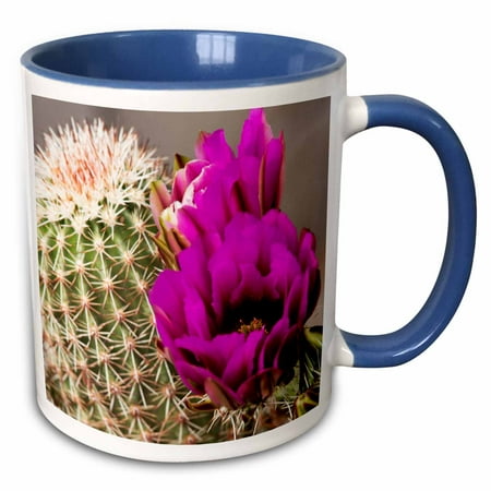 - 3dRose USA, Arizona, Tucson, Arizona-Sonoran Desert Museum, hedgehog cactus. - Two Tone Blue Mug, 11-ounce