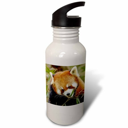 

Red Panda. Flip Straw 21oz Water Bottle wb-345293-2