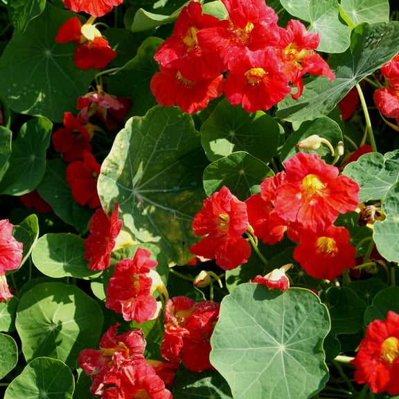 Outsidepride Tropaeolum Nasturtium Cherry Rose Vine & Plant Flower Seeds - 400 Seeds