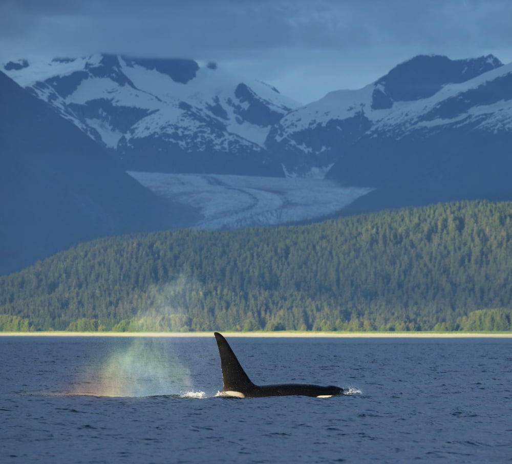 The blow of a male Orca Whale catches the evening light creating a rainbow in its mist with Herbert Glacier in the background Lynn Canal near Juneau Inside Passage Southeast Alaska Canvas Art - John H