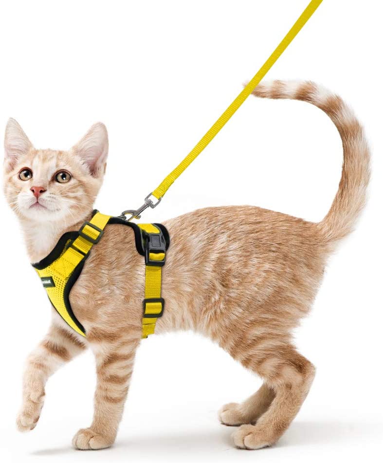extra small kitten harness