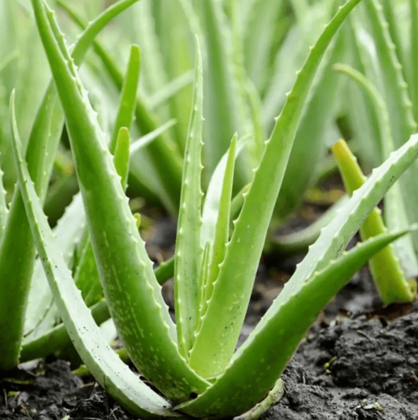 Aloe Vera Plant Live for Planting, Succulent Plant for Indoor Outdoor in 2 Inch Pot