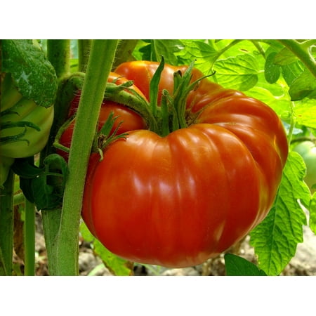 monster whopper tomato fruit plants huge