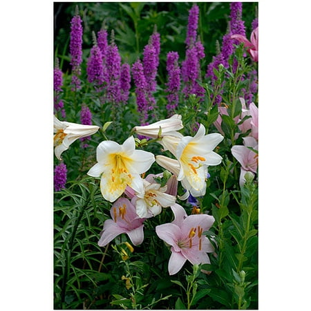 Trademark Art  Lonely Garden II  Canvas Art by Kurt Shaffer  16x24 Trademark Art  Lonely Garden II  Canvas Art by Kurt Shaffer  16x24: Artist: Kurt Shaffer Subject: Floral Style: Contemporary Product Type: Gallery-Wrapped Canvas Art