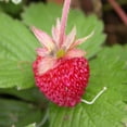 thumbnail image 3 of 100 Graines de Fraise ALPINE Fragaria Vesca Fruit Rouge Fleur Blanche, 3 of 4