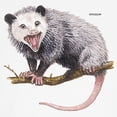 thumbnail image 3 of CafePress - Opossum Possum Animal Ringer T - 100% Cotton Ringed T-Shirt, 3 of 4
