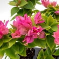 thumbnail image 2 of 6 Torch Glow Bougainvillea | Live Plants in 2.5-inch Nursery Cubes | “Bougainvillea Spectabilis” Variety | Woody Evergreen Vines and Shrubs | Vibrant Pink Blooms for Home and Garden Landscaping, 2 of 5
