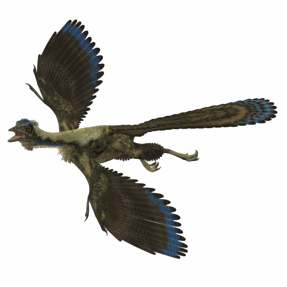 Archaeopteryx is the most primitive known bird that lived during the ...