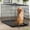 Black, variant on CL.HPAHKL Large Dog Crate for Medium Large Dogs, 42 inch Folding Metal Dog Kennel Double Door Dog Cage with Plastic Tray, Pet Dog Wire Crate Indoor Outdoor Travel, Black