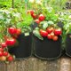 thumbnail image 3 of Bolsas para cultivo de plantas KAIYANG 7 galones Paquete de 5 Macetas de tela color negro, 3 of 5