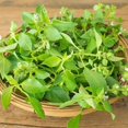 thumbnail image 3 of HJADGG Lemon Basil 220 Seeds-Non-GMO, Heirloom, Citrusy & Fragrant, Perfect for Cooking, Teas, and Home Gardens, 3 of 3