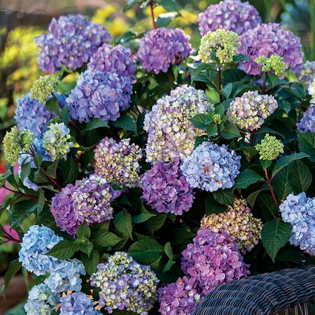 Endless Summer Hydrangea - Endless Summer Hydrangea Floral Plant - 1 Gallon