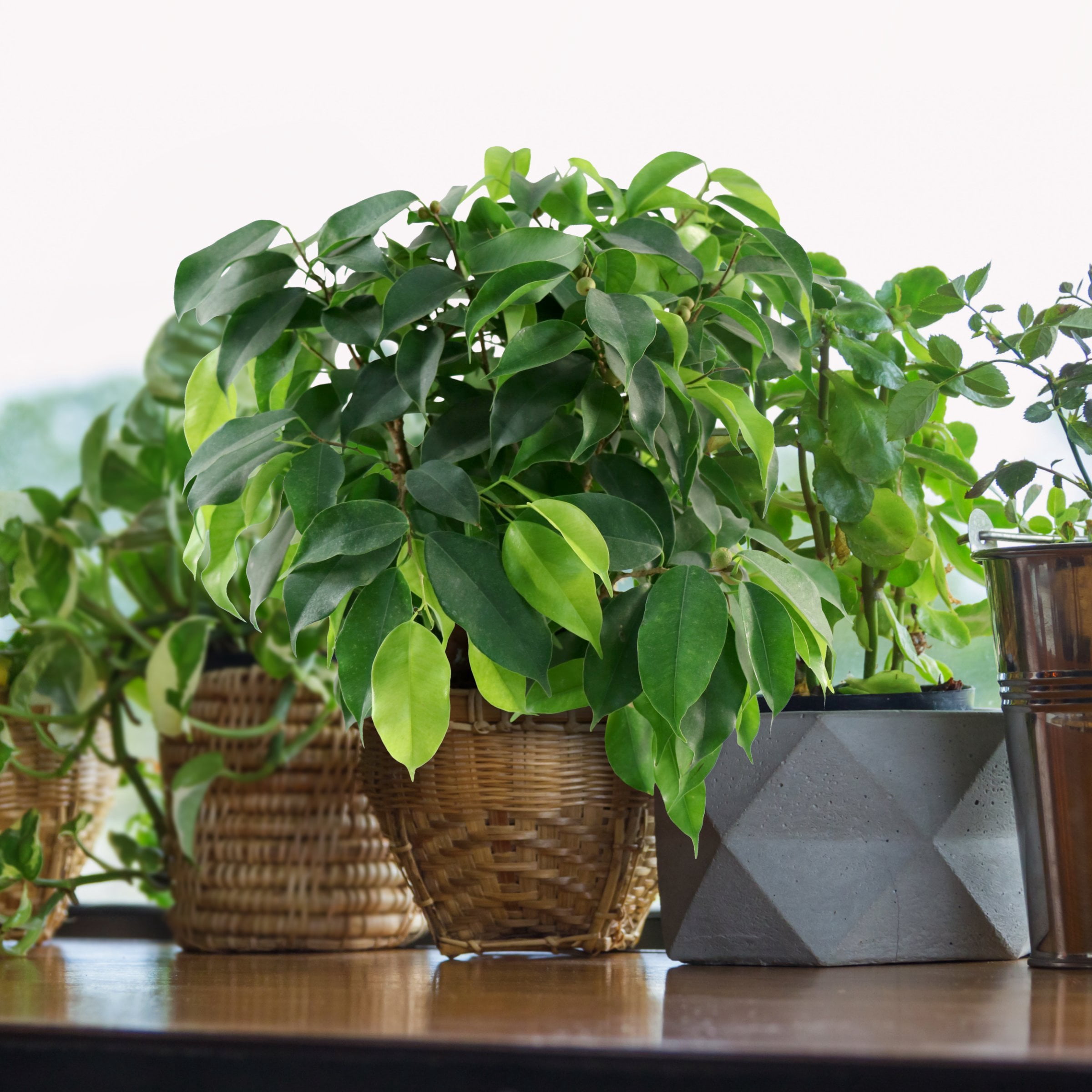 6 in. Ficus Spire Plant in Grower Container